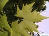 orientalische Platane (Platanus orientalis) Blätter