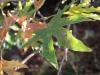 orientalische Platane (Platanus orientalis) Blatt (Zypern)