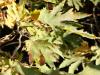 orientalische Platane (Platanus orientalis) Blätter (Zypern)
