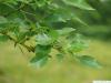 Osagedorn (Maclura pomifera) Blätter