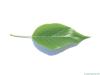 Osagedorn (Maclura pomifera) Blatt