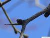 Osagedorn (Maclura pomifera) Dorn