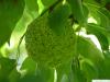 Osagedorn (Maclura pomifera) Frucht