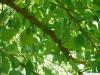 Osagedorn (Maclura pomifera) Früchte