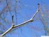 Osagedorn (Maclura pomifera) Knospe