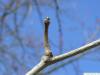 Osagedorn (Maclura pomifera) Seitenknospe