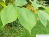 Papier-Maulbeere (Broussonetia papyrifera) eiförmige Blätter
