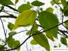 Papier-Maulbeere (Broussonetia papyrifera) Blätter im Frühherbst