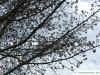 persisches Eisenholz (Parrotia persica) Blütenkrone