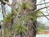 Pech-Kiefer (Pinus rigida) Stamm mit Kurztrieben