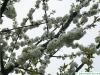 Pflaume (Prunus domestica) Zweige mit Blüten