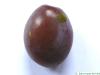 Pflaume (Prunus domestica) Frucht