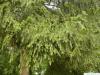 Picea Omorika / serbische Fichte (Picea omorika) Zweige