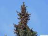 Picea Omorika / serbische Fichte (Picea omorika) Baumspitze