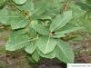 Pontische Eiche (Quercus pontica) Blätter