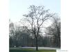 Robinie (Robinia pseudoacacia) Baum im Winter