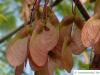 Rot-Ahorn (Acer rubrum) Frucht