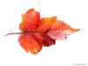 Rot-Ahorn (Acer rubrum) Blatt mit rötlicher Herbstfärbung