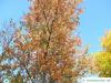 Rot-Ahorn (Acer rubrum) Baumkrone im Herbst
