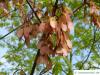 Rot-Ahorn (Acer rubrum) Spaltfrüchte geflügelte Nüsschen