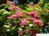 Rot-Dorn (Crataegus laevigata 'Paul’s Scarlet') Blüten im Sommer