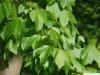 Rot-Ahorn (Acer rubrum) grüne Blätter