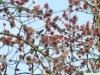 Rot-Ahorn (Acer rubrum) blüht sehr prachtvoll