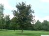 rötblättriger Ahorn (Acer platanoides 'Faassen's Black') Baum