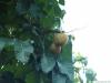 rotblühende Kastanie (Aesculus carnea) Frucht