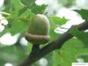 Roteiche (Quercus rubra) Eichel im Sommer