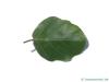 rundblättrige Buche (Fagus sylvatica 'Rotundifolia') Blatt Unterseite