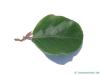 rundblättrige Buche (Fagus sylvatica 'Rotundifolia') Blatt