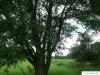 Sal-Weide (Salix caprea) Baum