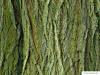 Sal-Weide (Salix caprea) Stamm / Borke / Rinde