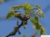 Scharlach-Eiche (Quercus coccinea) Blüte