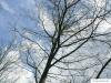 Scharlach-Eiche (Quercus coccinea) die Krone im Winter