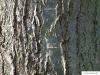 Schindel-Eiche (Quercus imbricaria) Stamm / Rinde / Borke