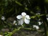 Schlehe (Prunus Spinosa) Blüte