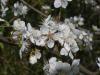 Schlehe (Prunus Spinosa) Blüten