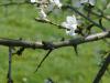 Schlehe (Prunus Spinosa) Zweig