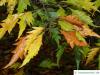 Geschlitztblättrige Buche (Fagus sylvatica 'Laciniata') Blätter im Herbst