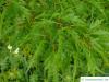 Geschlitztblättrige Buche (Fagus sylvatica 'Laciniata') Blätter im Sommer