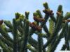 Schmucktanne (Araucaria araucana) Blüte / Zapfen