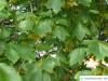 schneeballblättriger Ahorn (Acer opalus) Blätter
