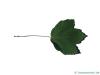 schneeballblättriger Ahorn (Acer opalus) Blatt Unterseite