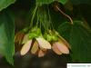 schneeballblättriger Ahorn (Acer opalus) Spaltfrucht: geflügelte Nüsschen