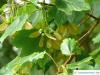 schneeballblättriger Ahorn (Acer opalus) Früchte