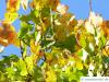 schneeballblättriger Ahorn (Acer opalus) Herbstfärbung