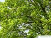 schneeballblättriger Ahorn (Acer opalus) Krone im Sommer
