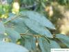 Schnee-Eukalyptus (Eucalyptus pauciflora subsp niphophila) Blätter